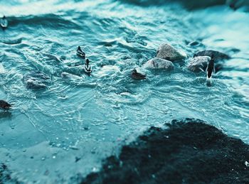 High angle view of duck swimming in sea