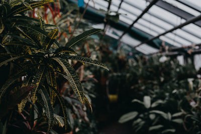 Close-up of plant growing in greenhouse