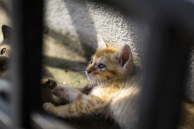 Close-up of a cat looking away