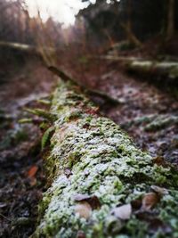 Close-up of snow on tree in forest