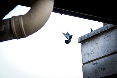 Low angle view of a bird on hand