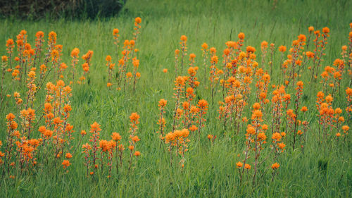 Scenic view of flowering plants on field