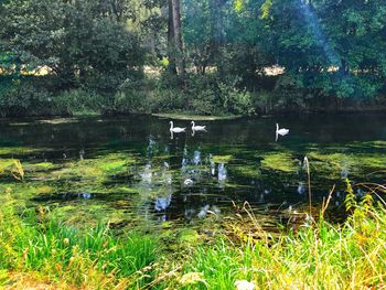 View of ducks in lake