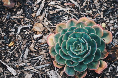 Close-up of succulent plant on field