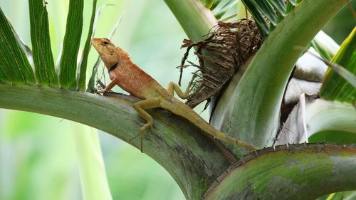 Close-up of bearded dragon on tree