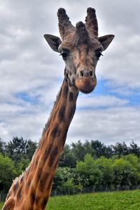 Portrait of horse on tree against sky