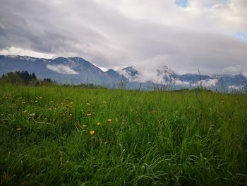 Scenic view of field against sky