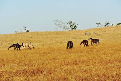 Horses on field against sky