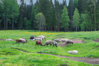Livestock, sheeps graze at the edge of the forest in the countryside. meat and dairy farming. 