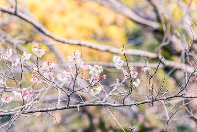 Close-up of cherry blossom on tree