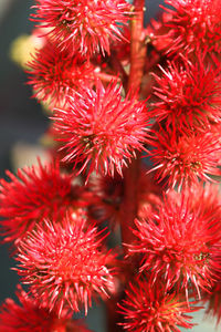 Close-up of red berries growing on plant