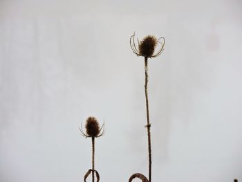 Close-up of thistle against sky