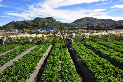 Man working on agricultural field against sky