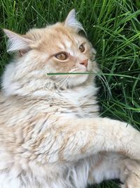 Close-up of a cat looking away