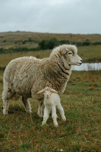 Sheep standing in a field