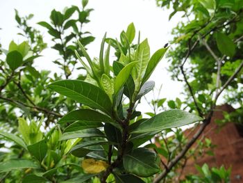 Low angle view of leaves on tree