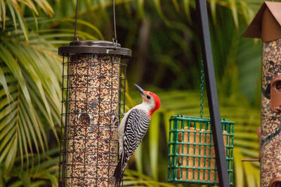 Side view of bird perching on feeder