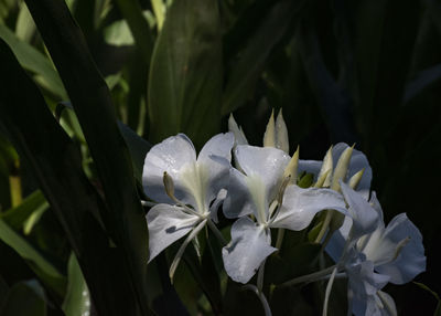 Close-up of white flowering plant