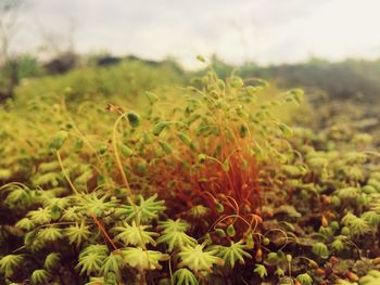 Close-up of plants growing on field