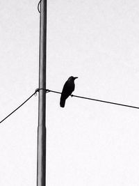 Low angle view of birds perching on power line