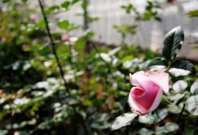 Close-up of pink rose