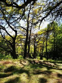 Trees in forest