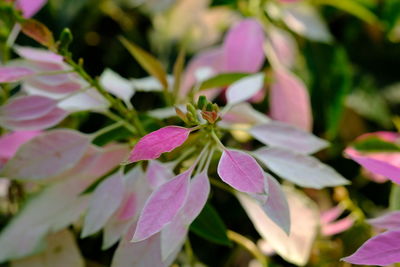 Close-up of pink flowering plant