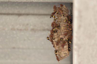 Close-up of lizard on wall