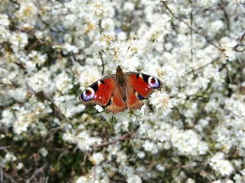 Close-up of butterfly on flower