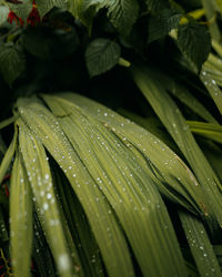 Close-up of raindrops on leaves