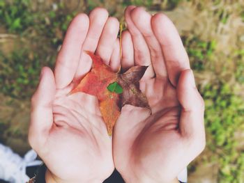 Directly above shot of hands holding leaves