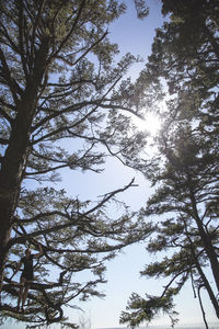 Low angle view of trees in forest against sky