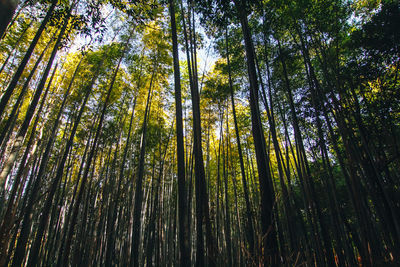 Low angle view of bamboo trees in forest