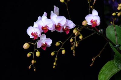 Close-up of flowers blooming against black background