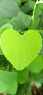 Close-up of green leaves