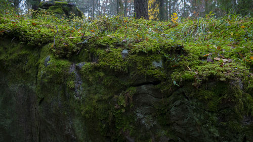 Moss growing on rocks in forest