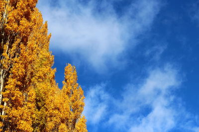 Low angle view of trees against sky during autumn