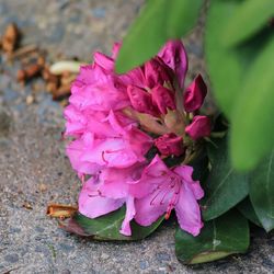 Close-up of pink flowering plant leaves