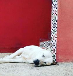Dog sleeping on red wall