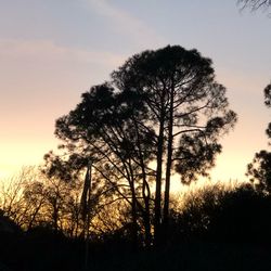 Low angle view of silhouette trees against sky during sunset