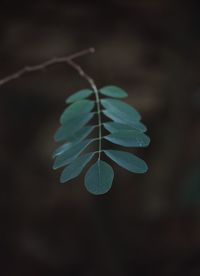 Close-up of green leaves