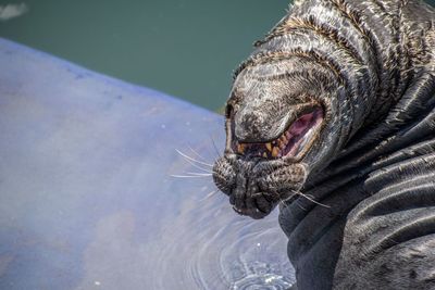 Close-up of an animal