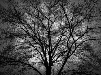 Low angle view of bare trees