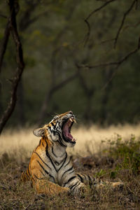 View of a cat on land