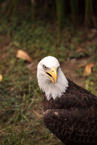 Close-up of a bird looking away