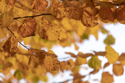 Close-up of dried autumn leaves