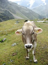 Portrait of cow standing on mountain