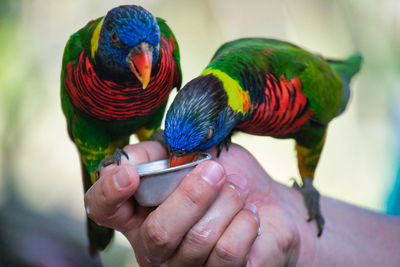 Close-up of hand holding colorful bird