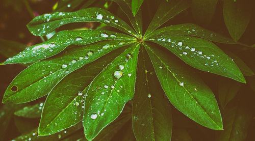 Close-up of leaves on leaf