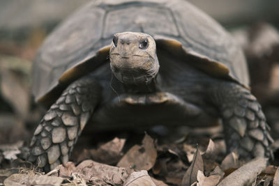 Close-up portrait of a manouria emys tortoise